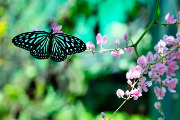 Kuala Lumpur Butterfly Park - Zoo & Aquarium in Kuala Lumpur