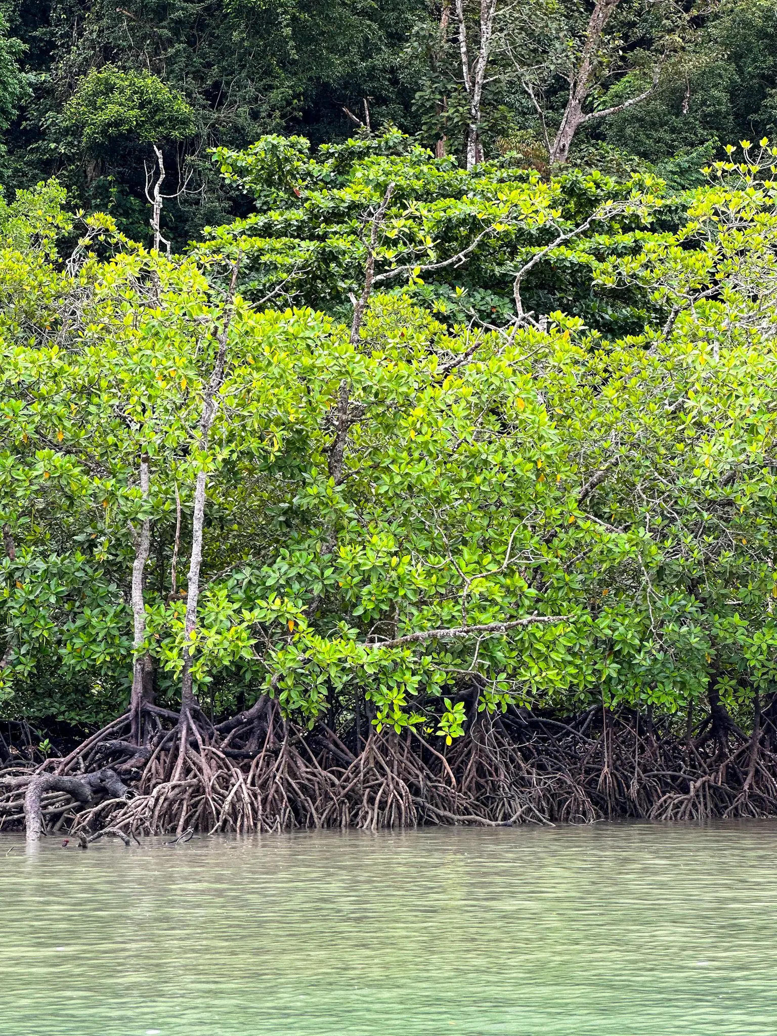 Kubang Badak BioGeo Trail - Nature & Park in Langkawi