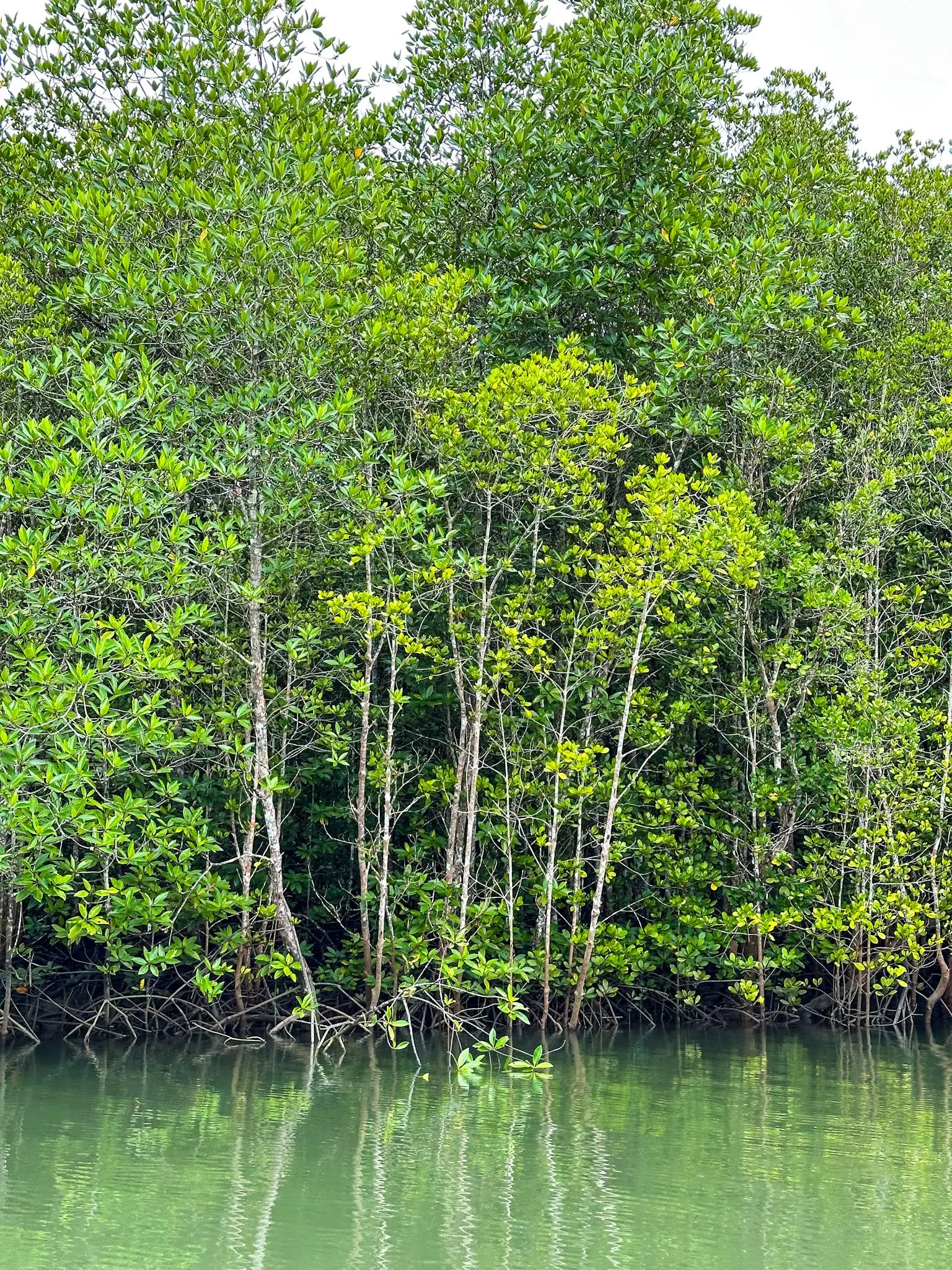 Kubang Badak BioGeo Trail - Nature & Park in Langkawi