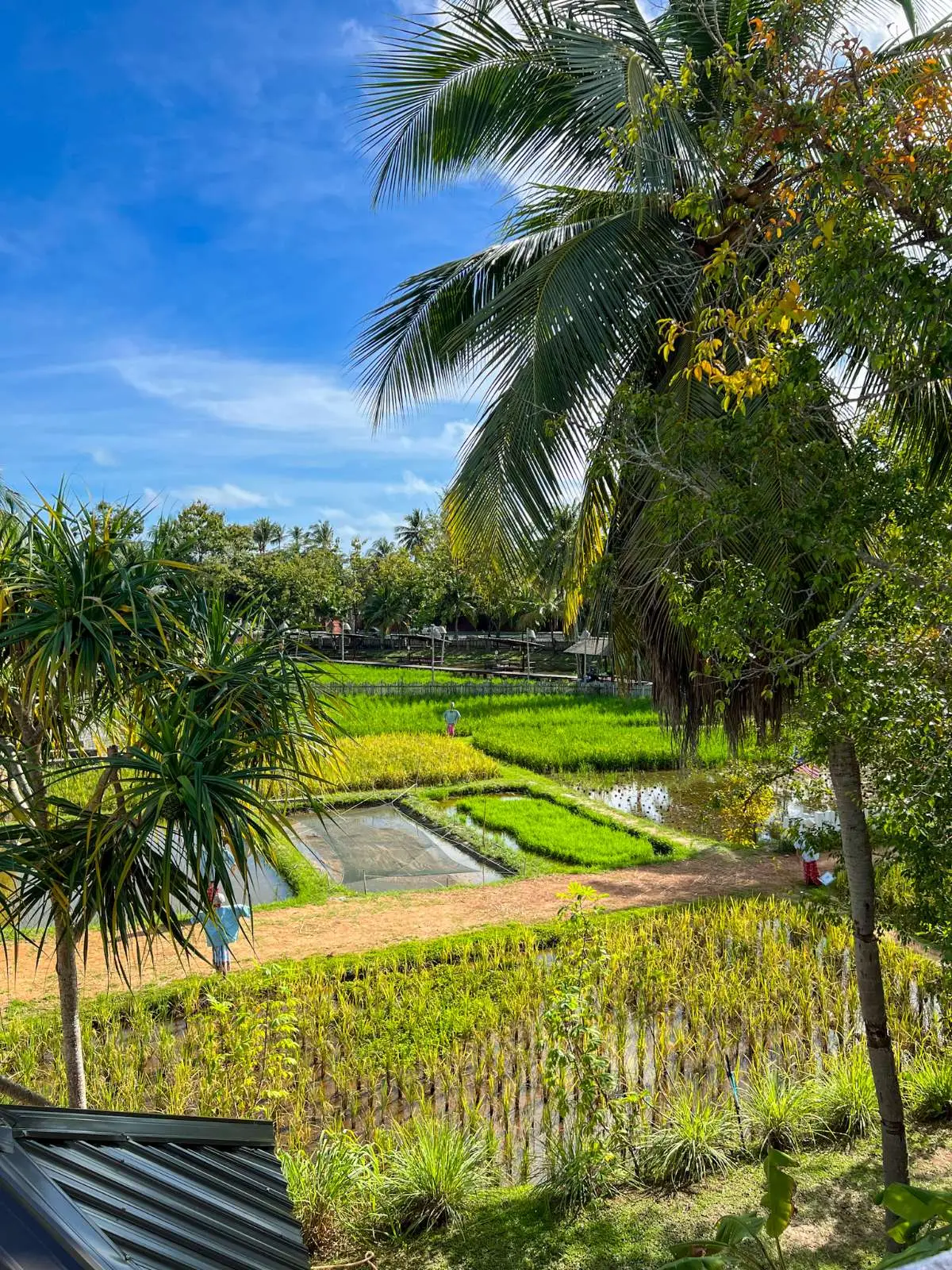 Laman Padi Langkawi
