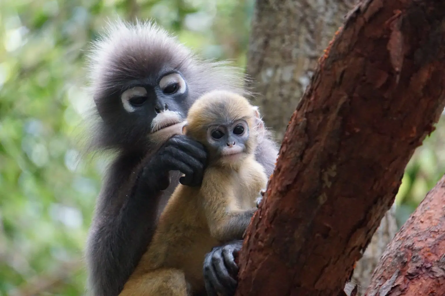 Langur Way Canopy Walk - Nature & Park in Penang