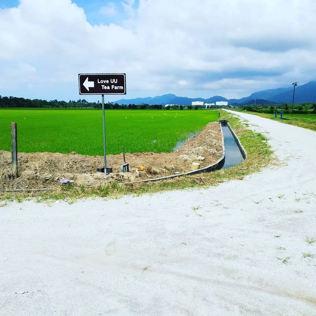 Loveuu Teafarm  - Farm in Balik Pulau