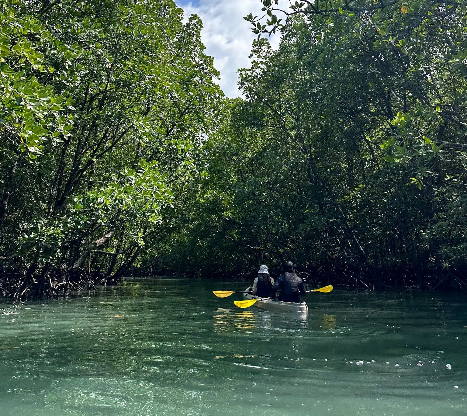 Mangrove Trail Kayak