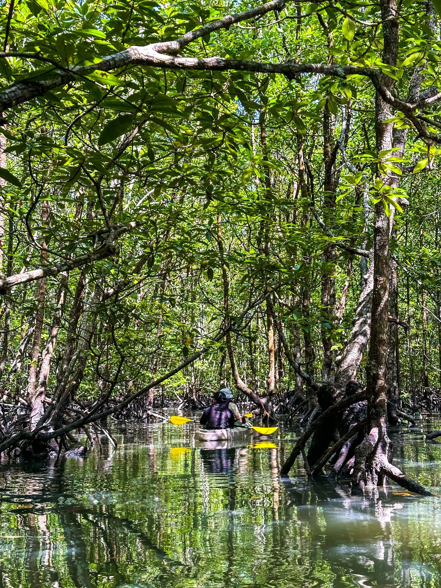 Mangrove Trail Kayak - Boat Tour & Water Sport in Langkawi