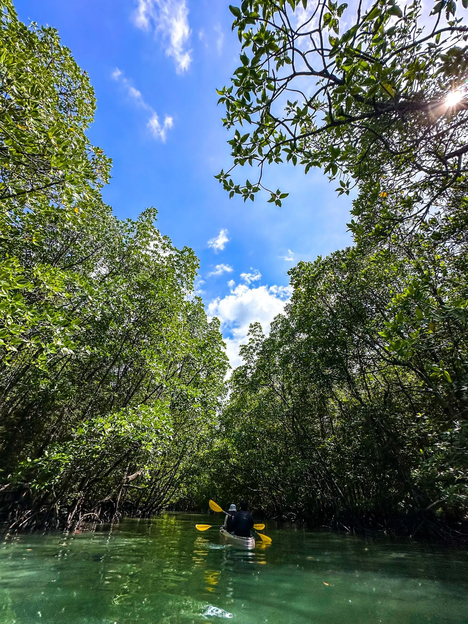 Mangrove Trail Kayak - Boat Tour & Water Sport in Langkawi