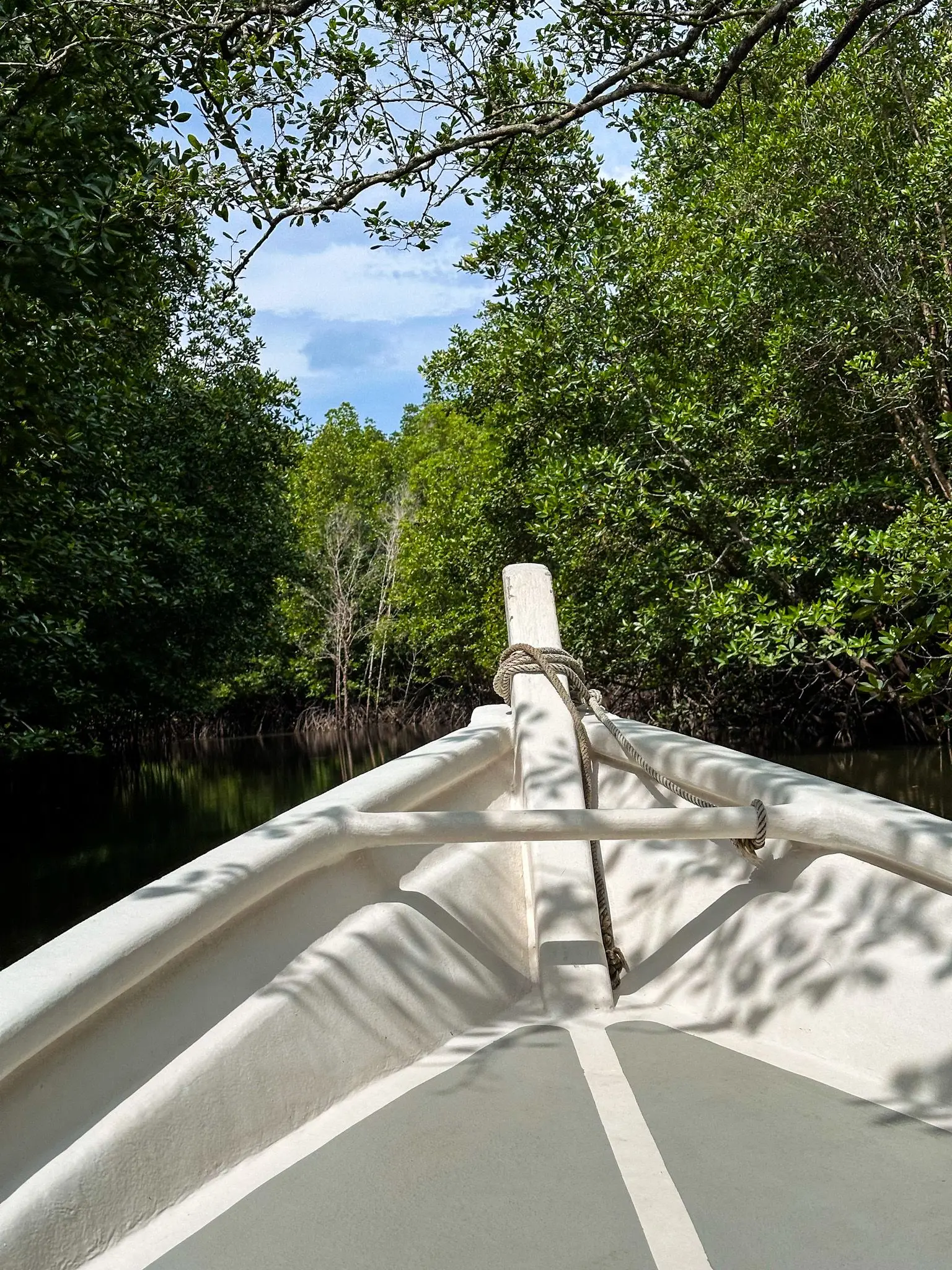 Mangrove Trail