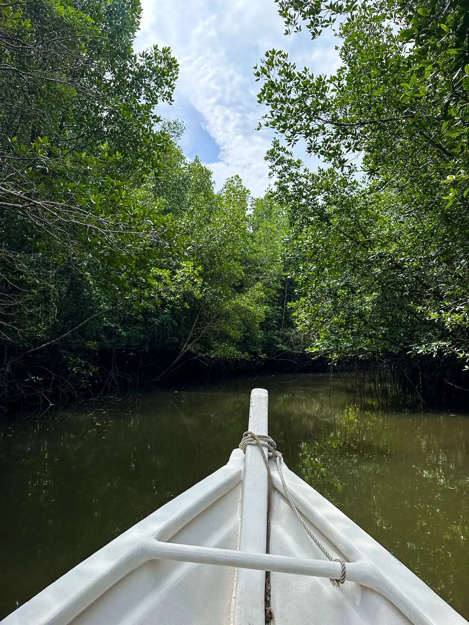 Mangrove Trail