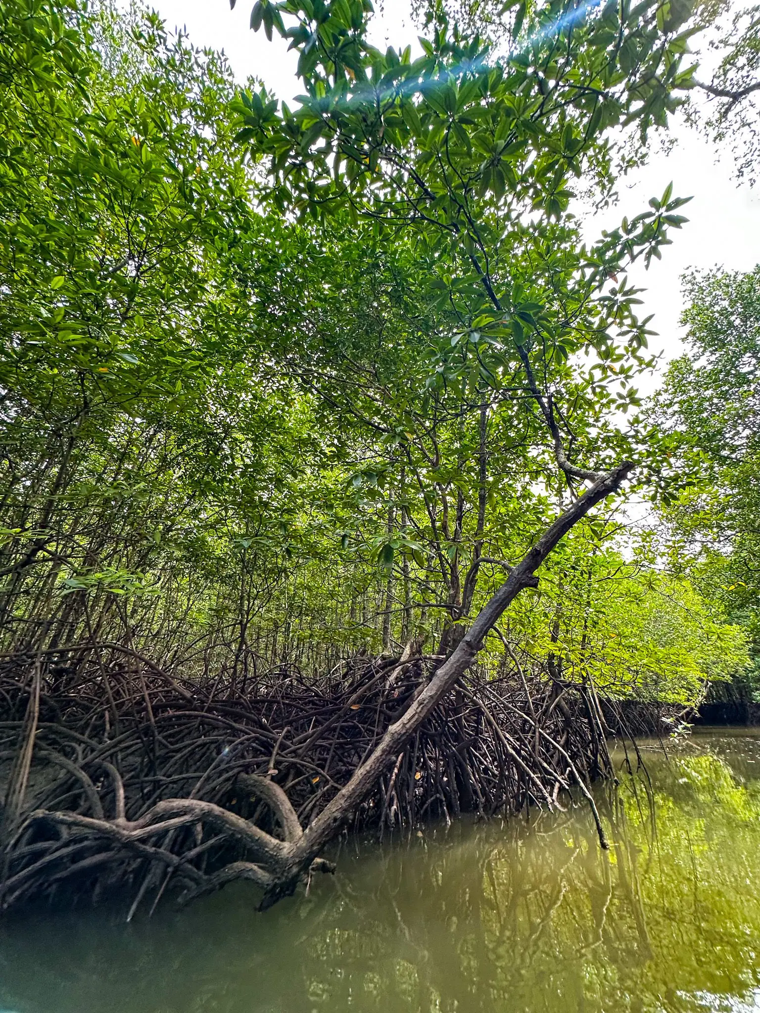 Mangrove Trail