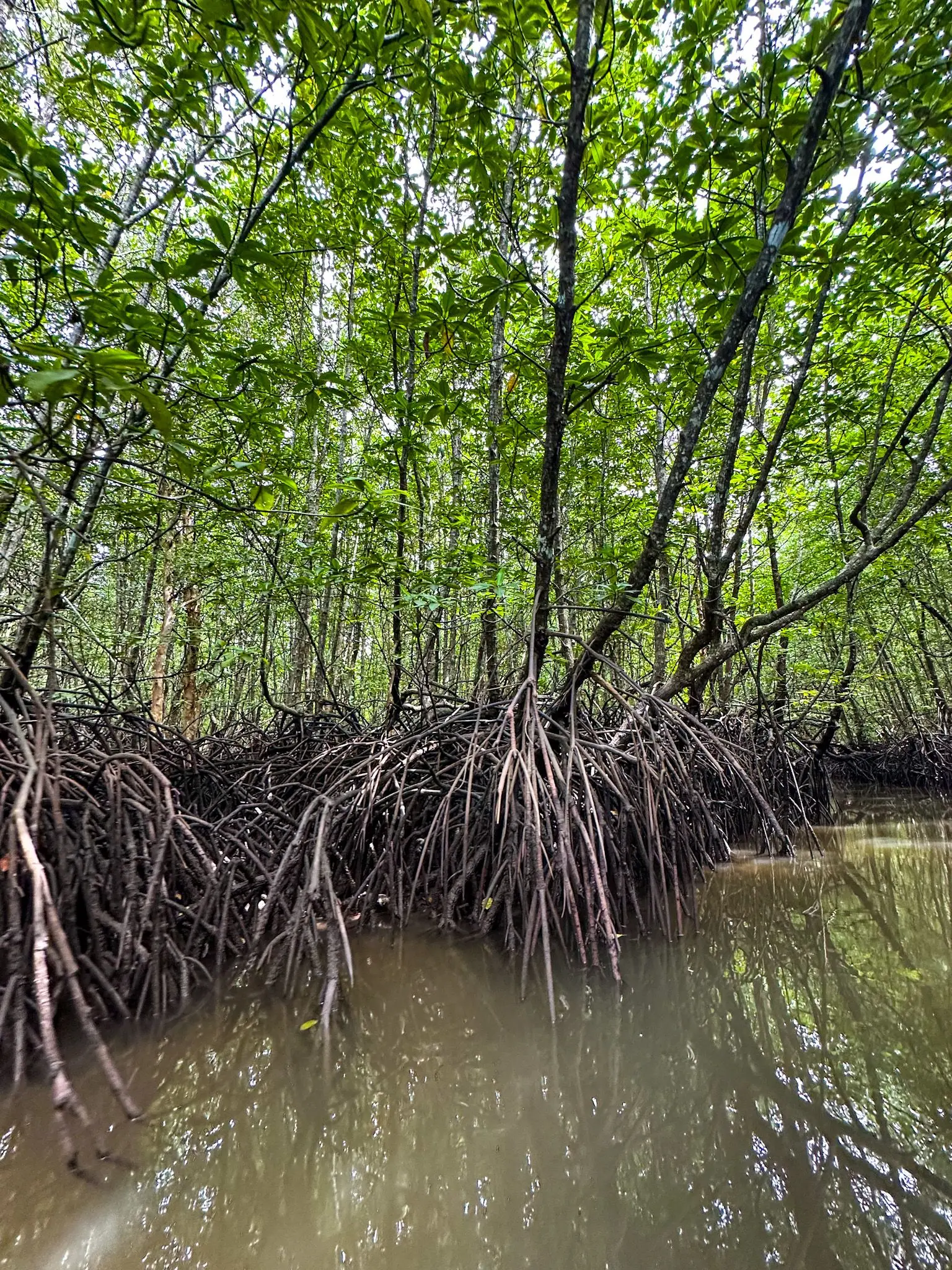 Mangrove Trail