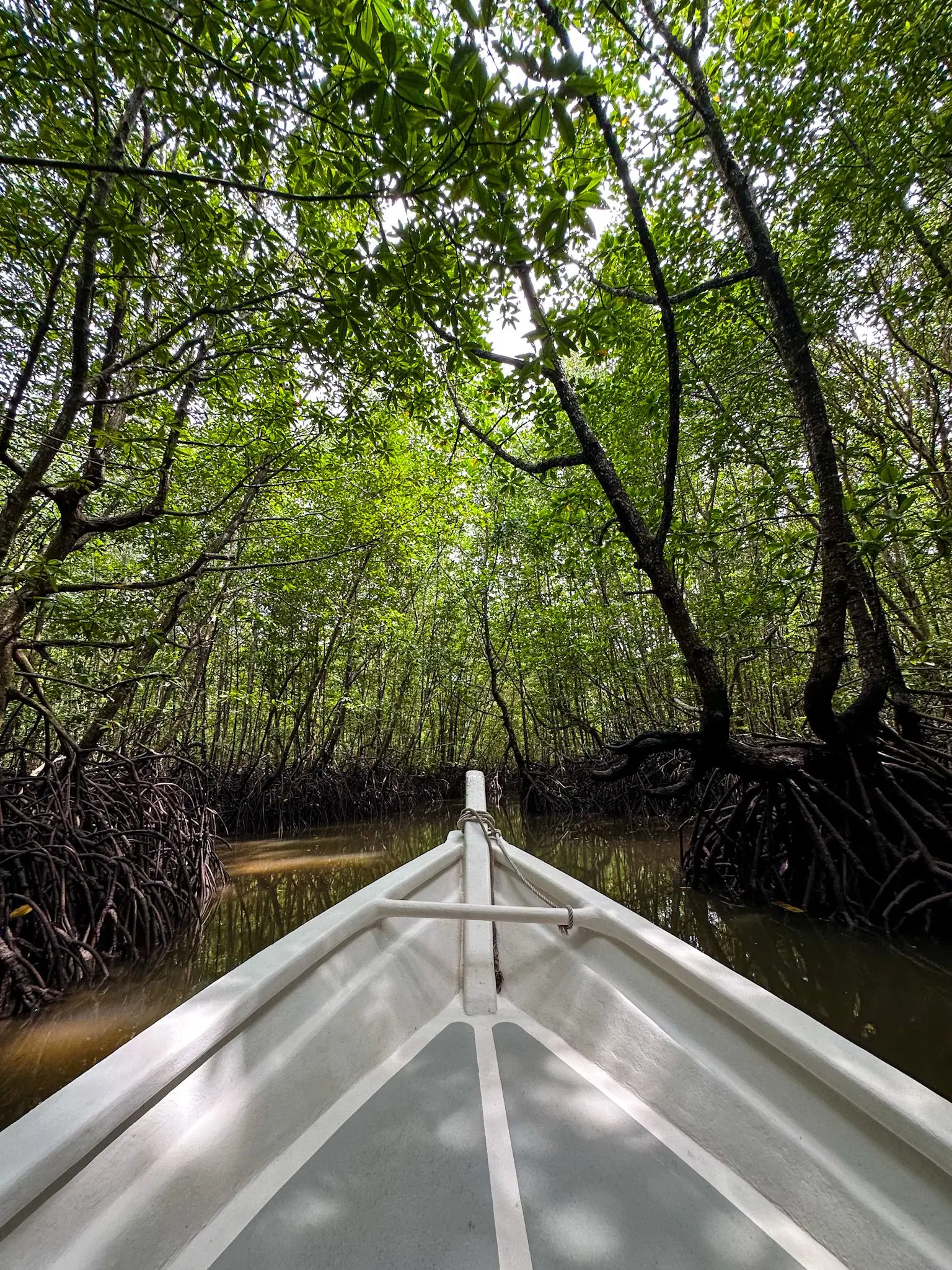 Mangrove Trail