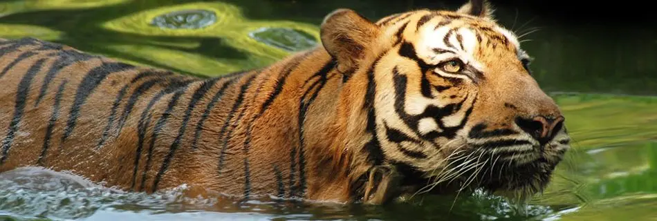 Zoo Negara Malaysia - Zoo & Aquarium in Ampang