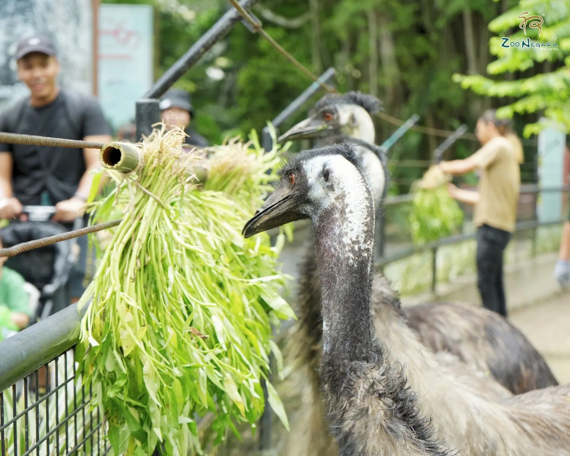 Zoo Negara Malaysia - Zoo & Aquarium in Ampang
