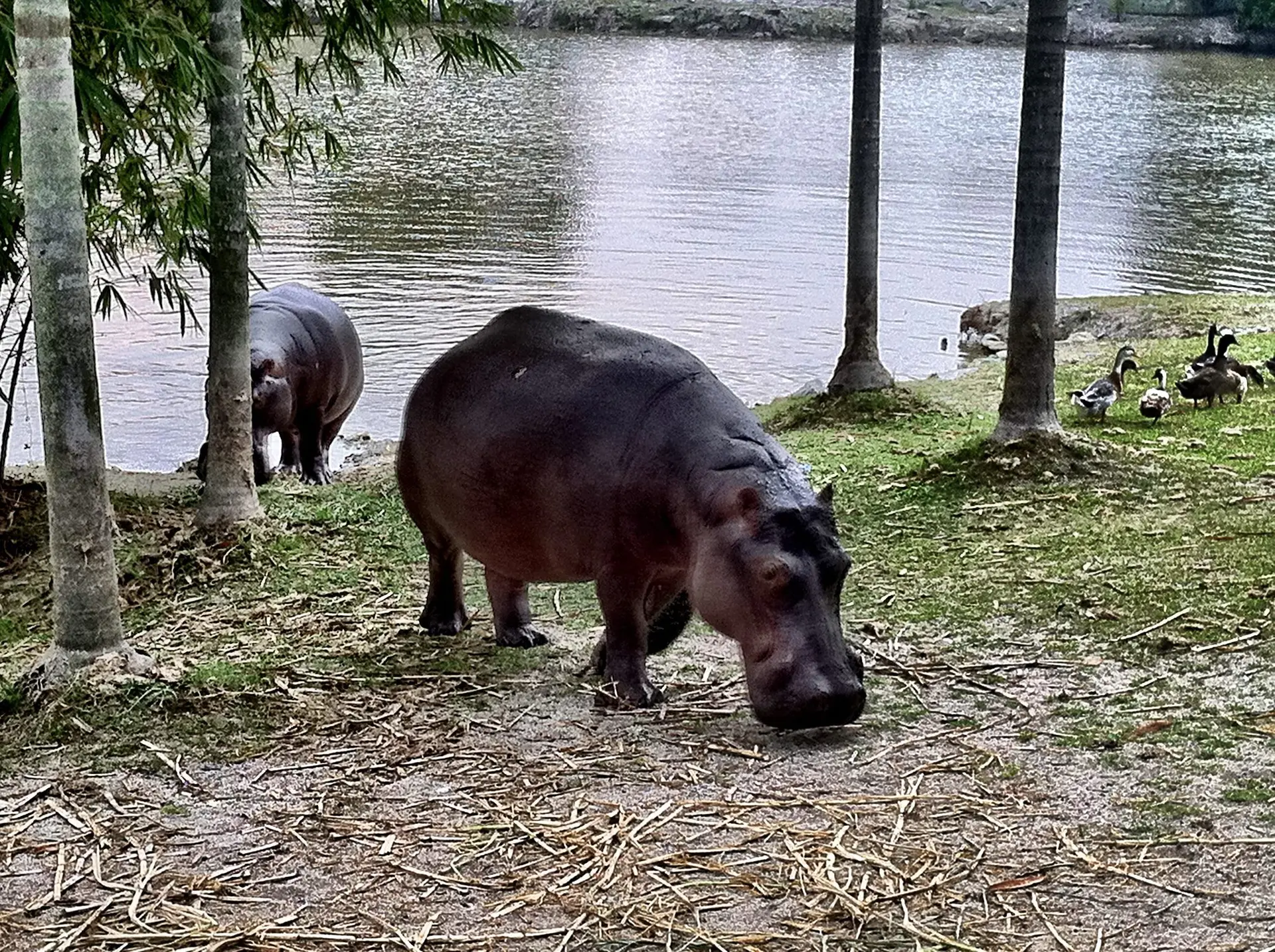 Paya Indah Wetlands photo 3