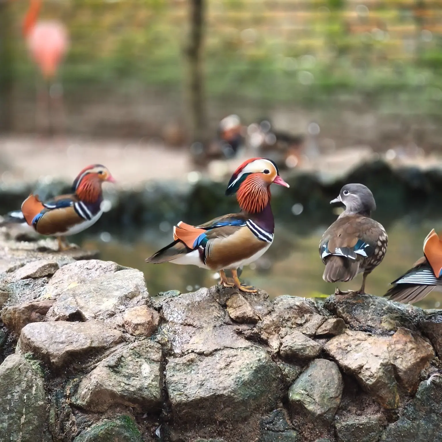 Penang Bird Park - Zoo & Aquarium in Perai