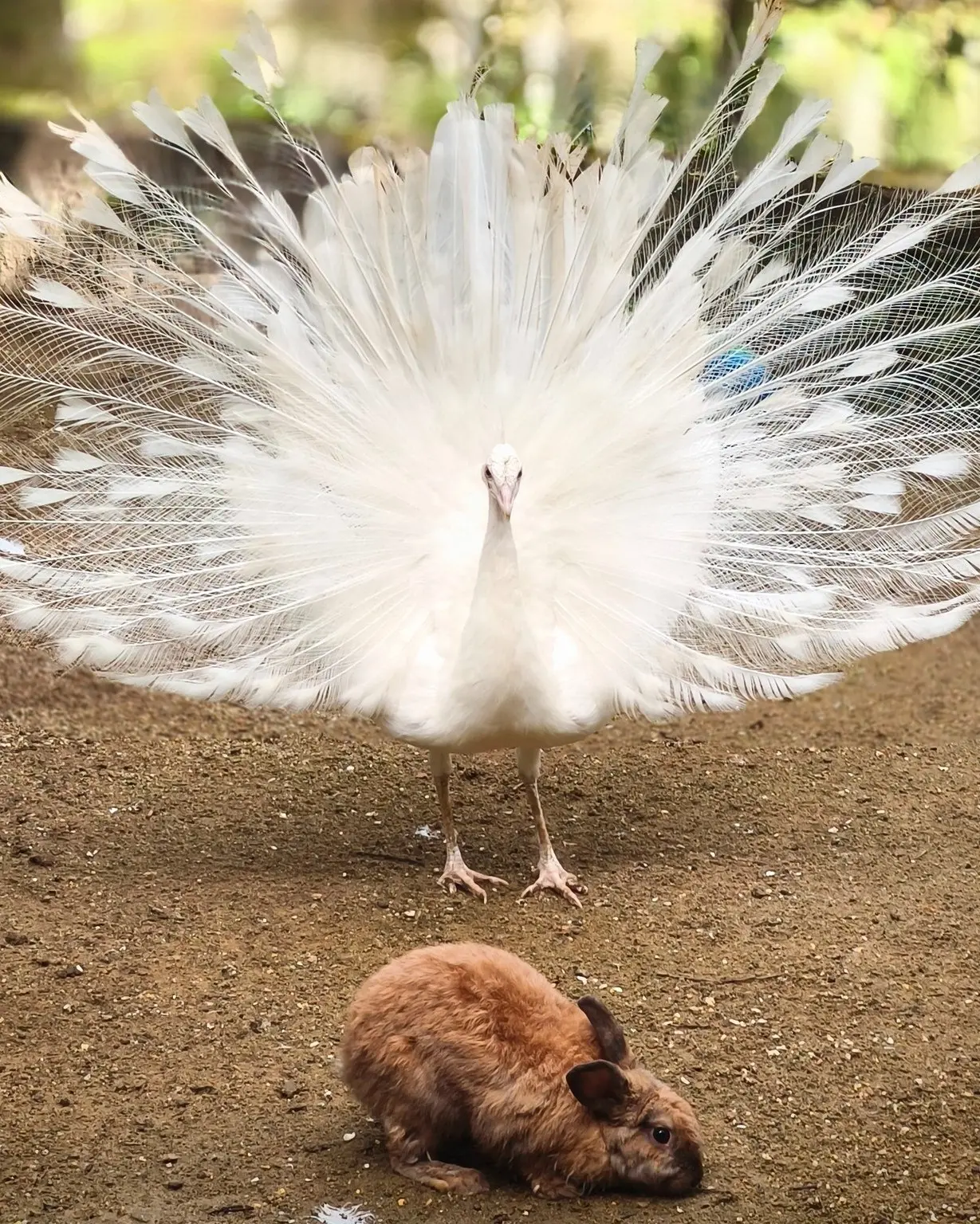Penang Bird Park - Zoo & Aquarium in Perai