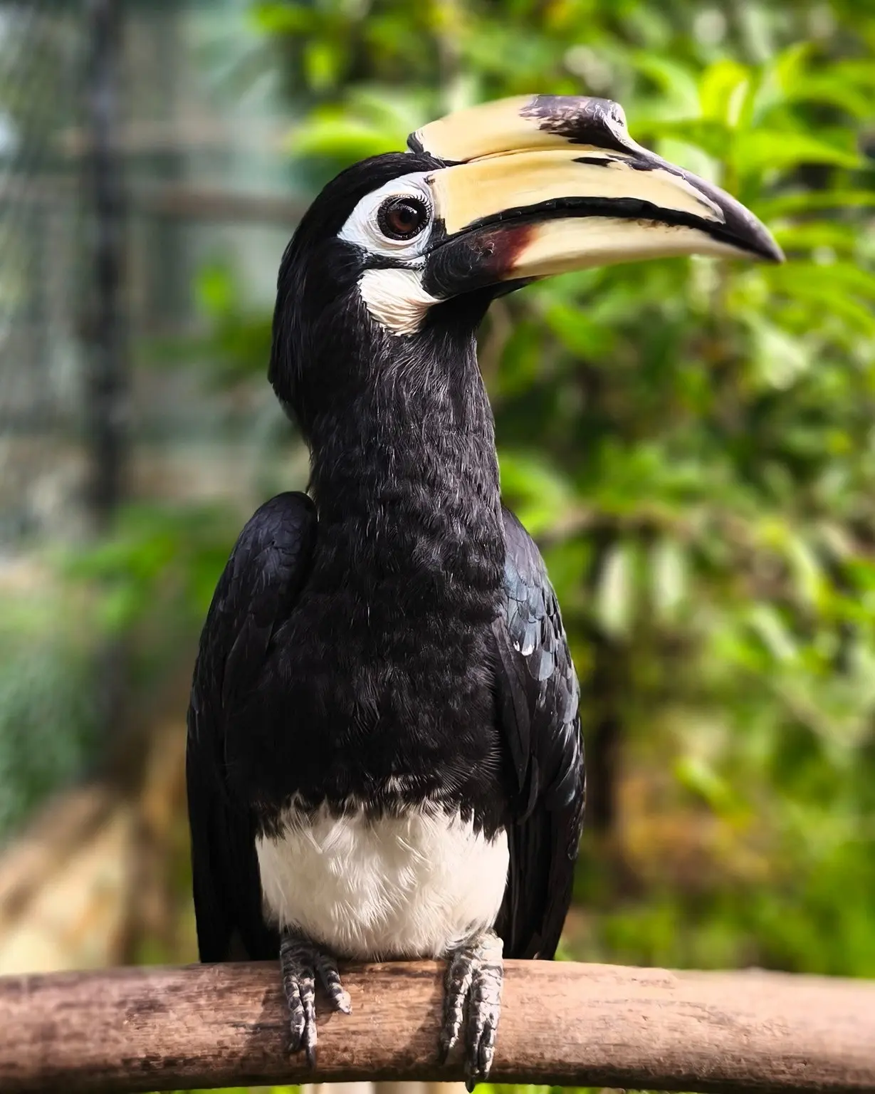 Penang Bird Park - Zoo & Aquarium in Perai