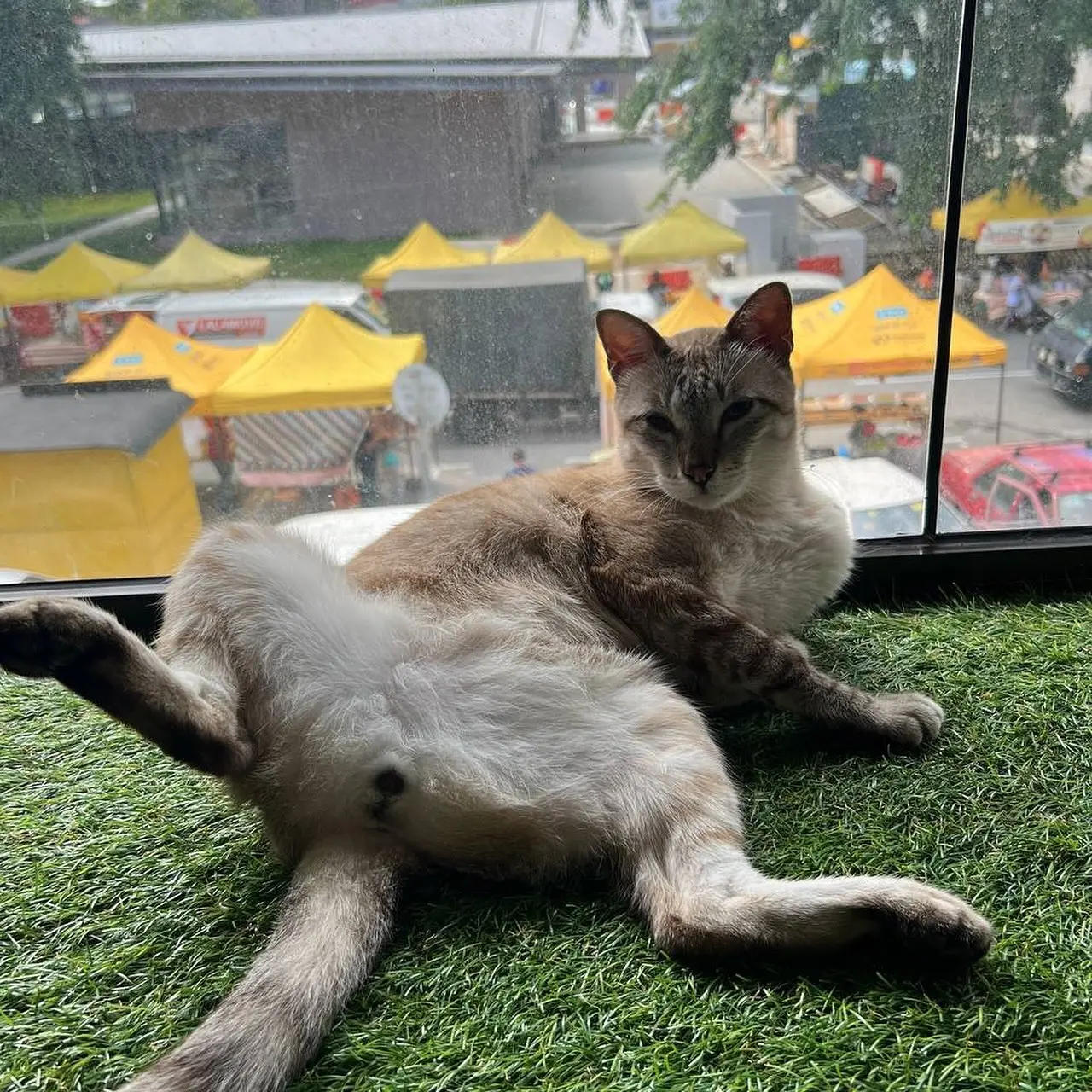 Purradise Cat Cafe - Cafe in Kuala Lumpur