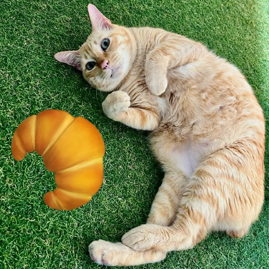 Purradise Cat Cafe - Cafe in Kuala Lumpur