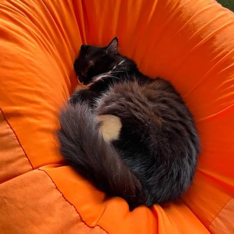 Purradise Cat Cafe