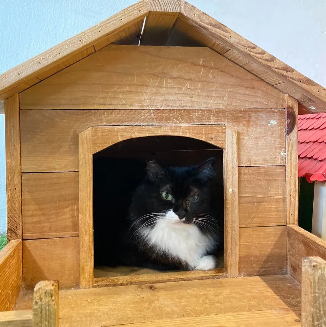 Purradise Cat Cafe - Cafe in Kuala Lumpur