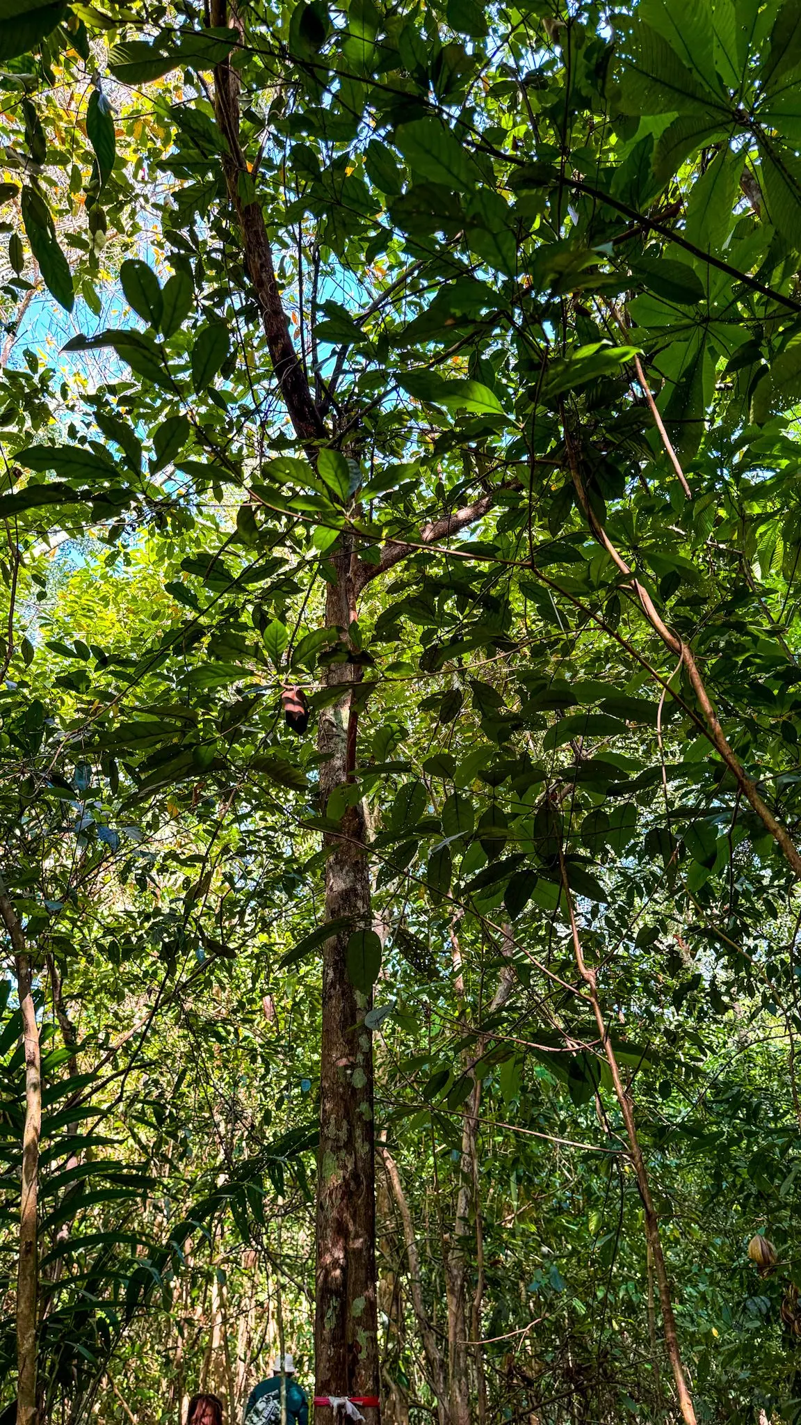 Rumah Idea Langkawi - Nature & Park in Langkawi