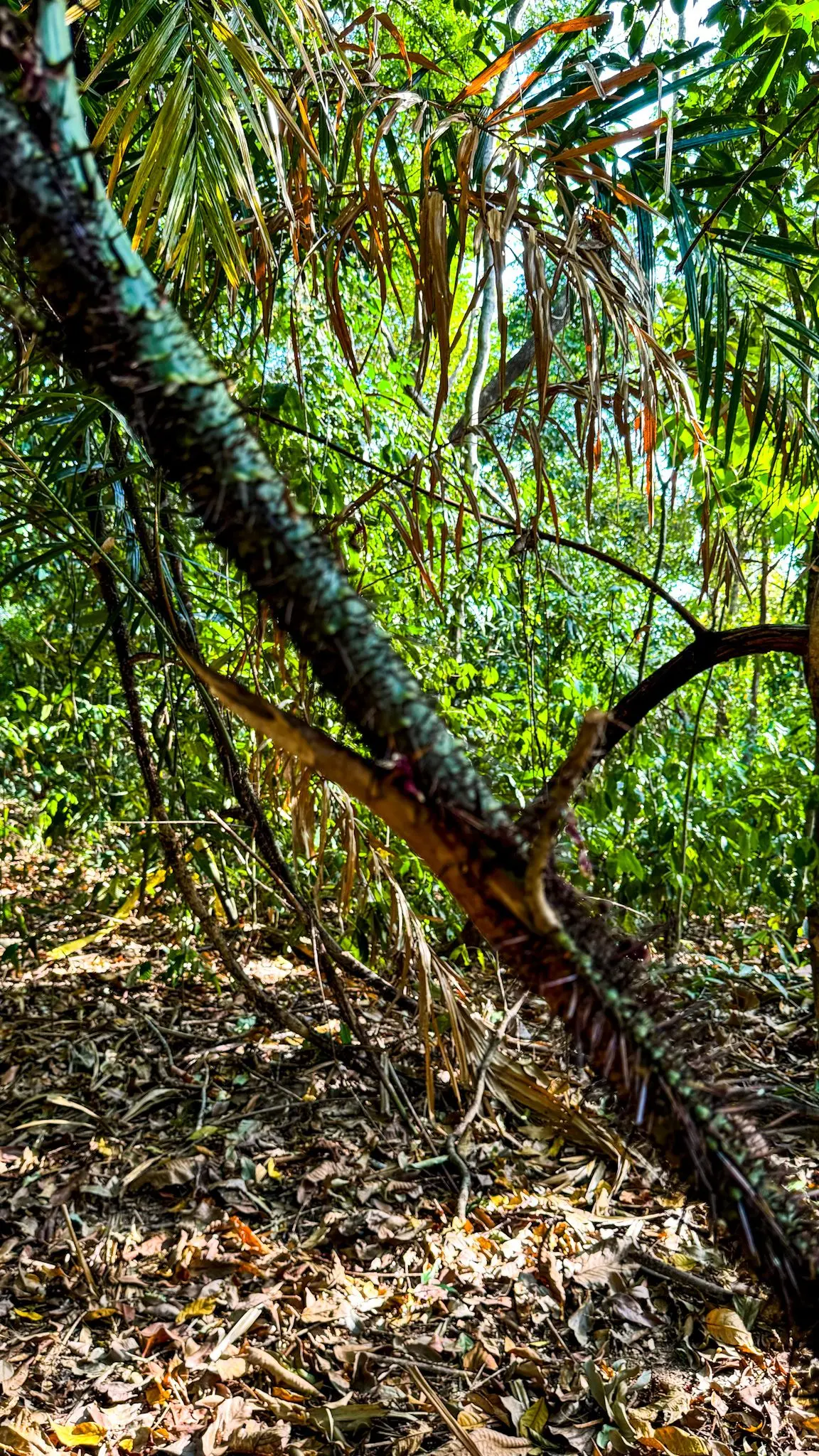 Rumah Idea Langkawi - Nature & Park in Langkawi