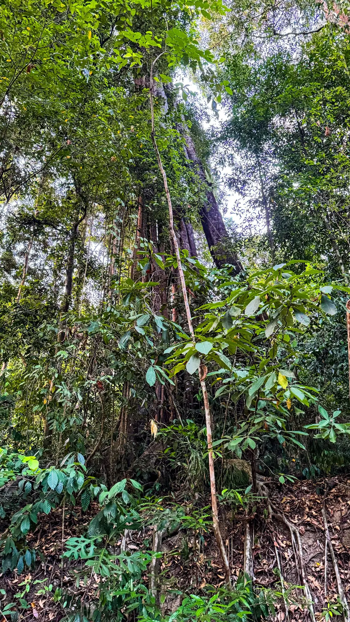Rumah Idea Langkawi - Nature & Park in Langkawi