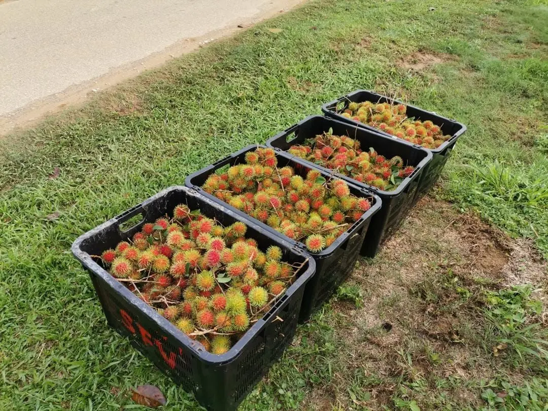 Selangor Fruits Valley - Farm in Bestari Jaya