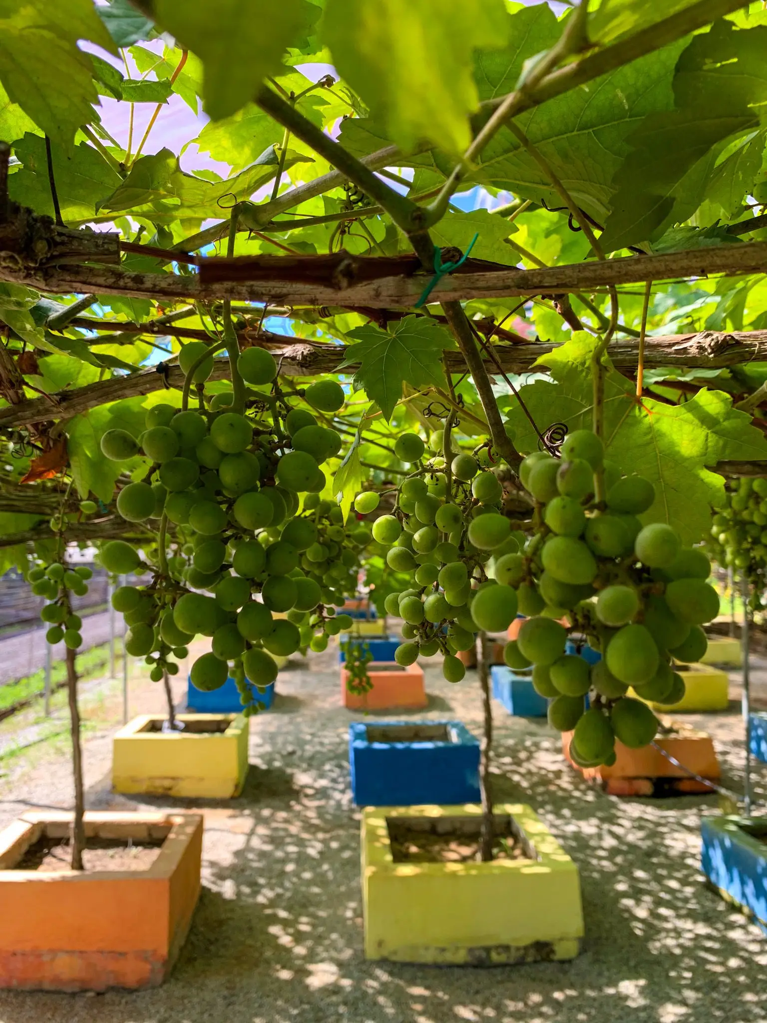 Taman Agroteknologi MARDI Langkawi