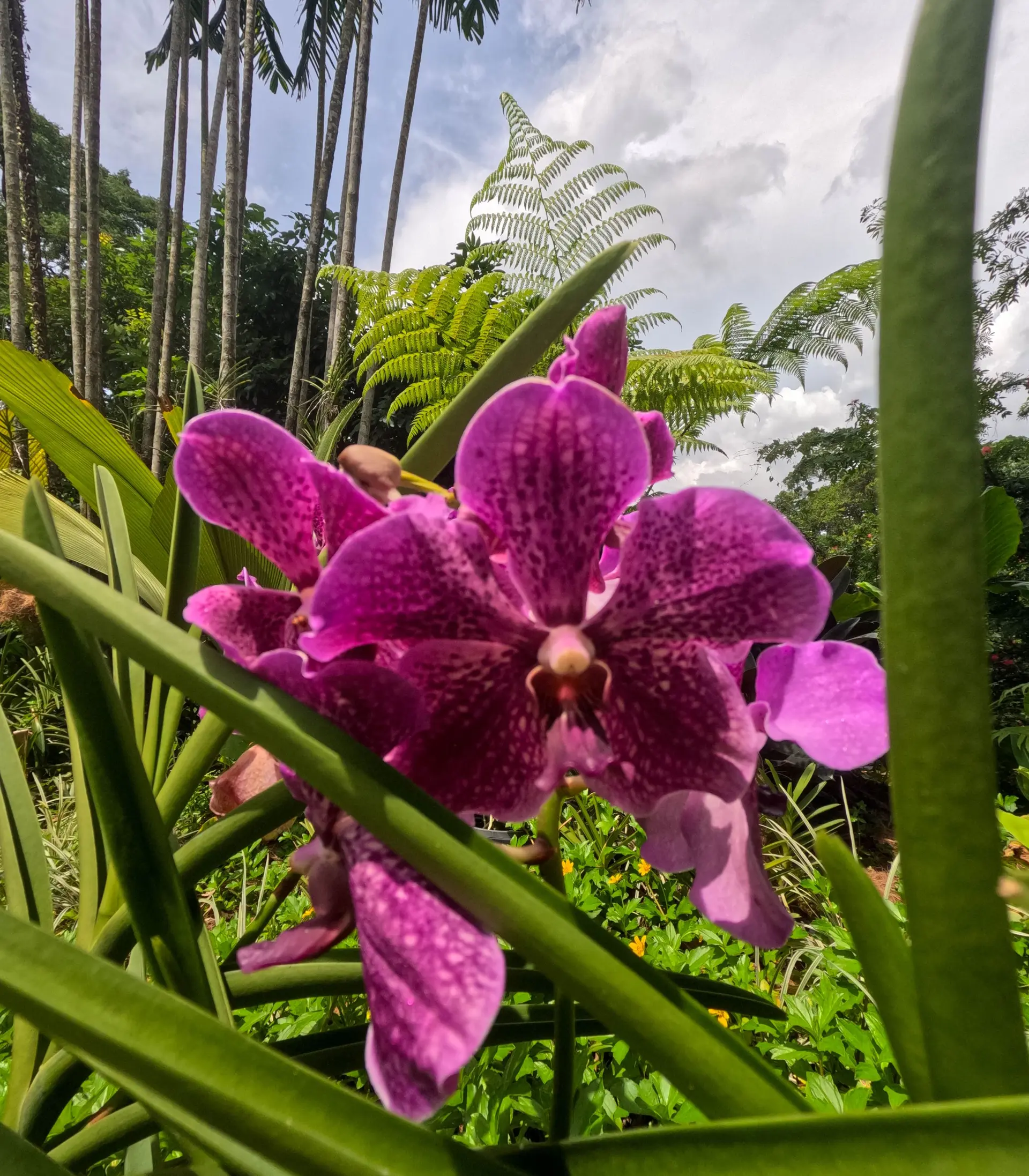Taman Orkid Kuala Lumpur - Garden & Park in Kuala Lumpur