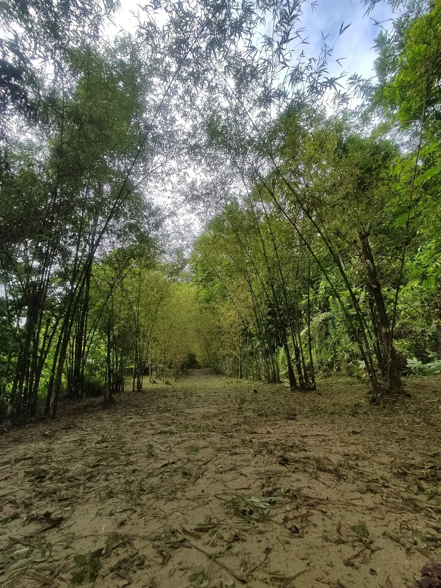 Taman Tugu Trails