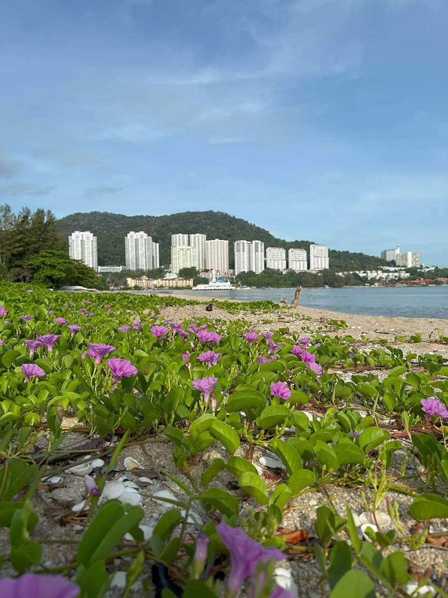 Tanjung Bungah Beach - Beach in Penang
