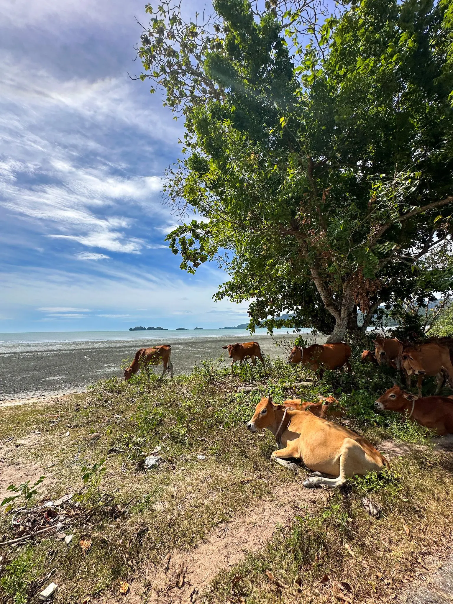 Teluk Berembang Beach - Geosite in Langkawi