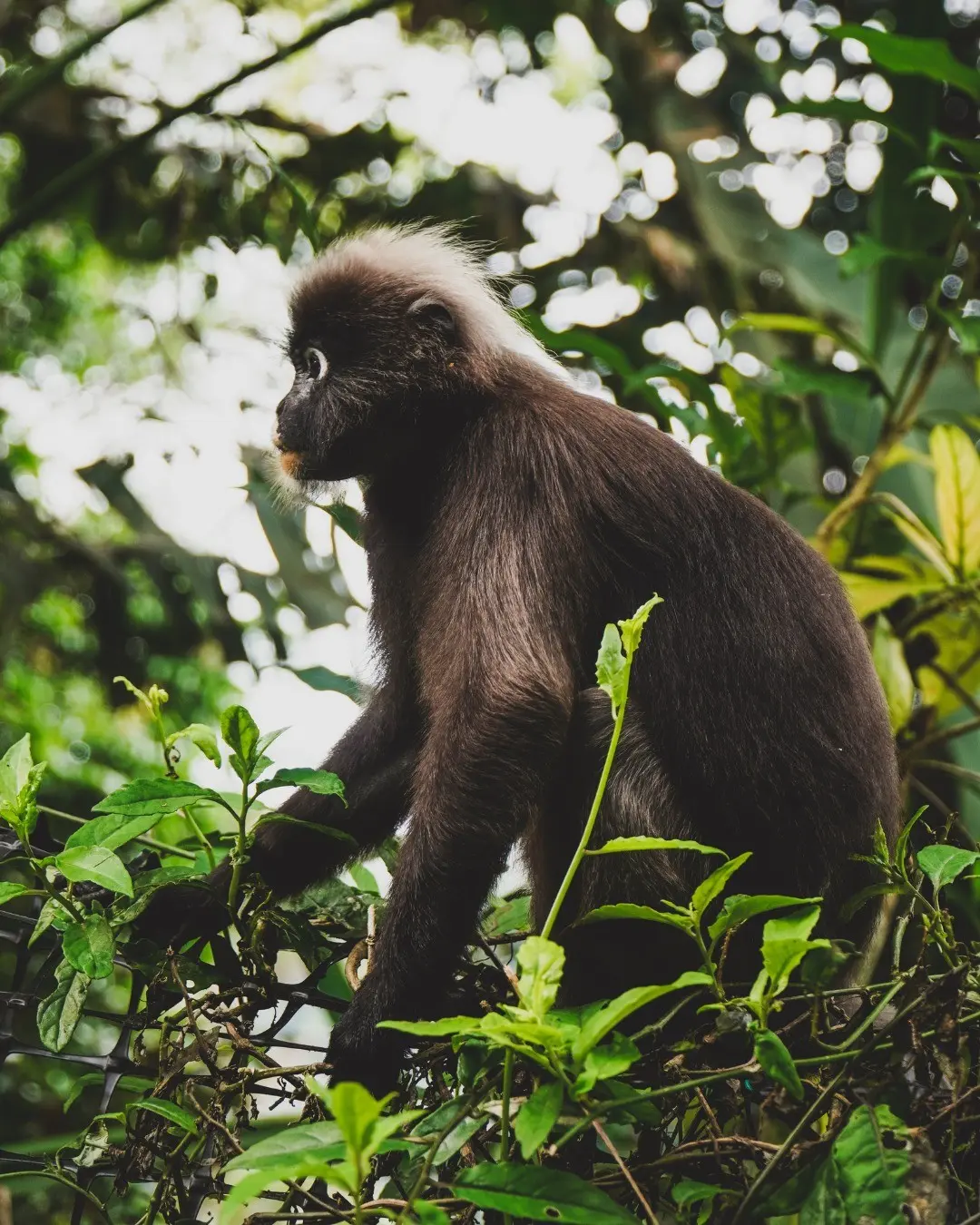 The Habitat Penang Hill - Nature & Park in Penang