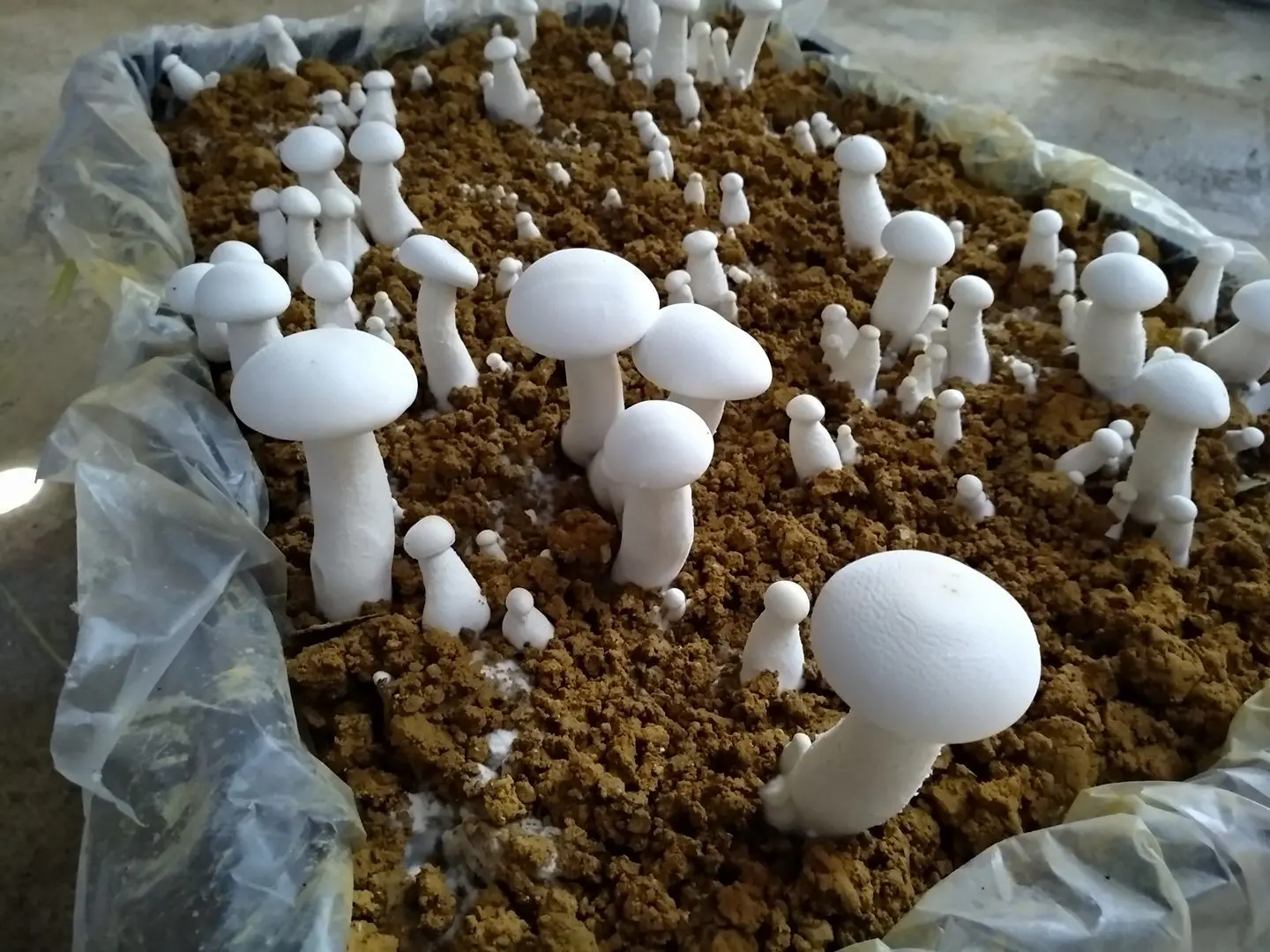 Wonder Farm Mushroom - Farm in Matang