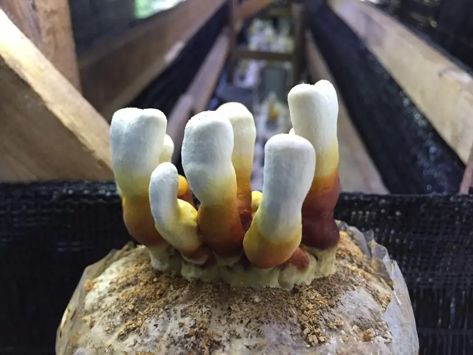 Wonder Farm Mushroom - Farm in Matang