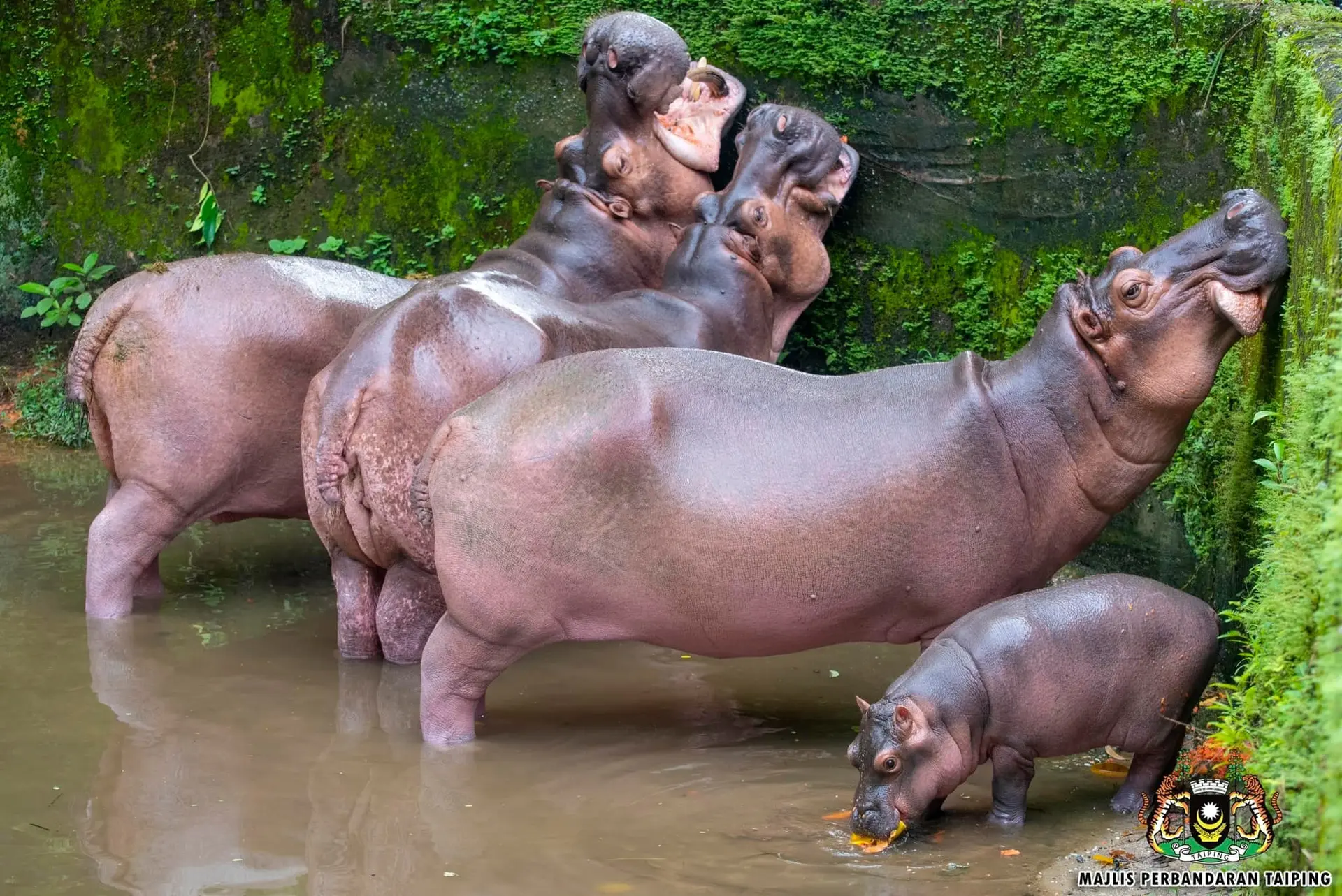 Zoo Taiping and Night Safari - Zoo & Aquarium in Taiping