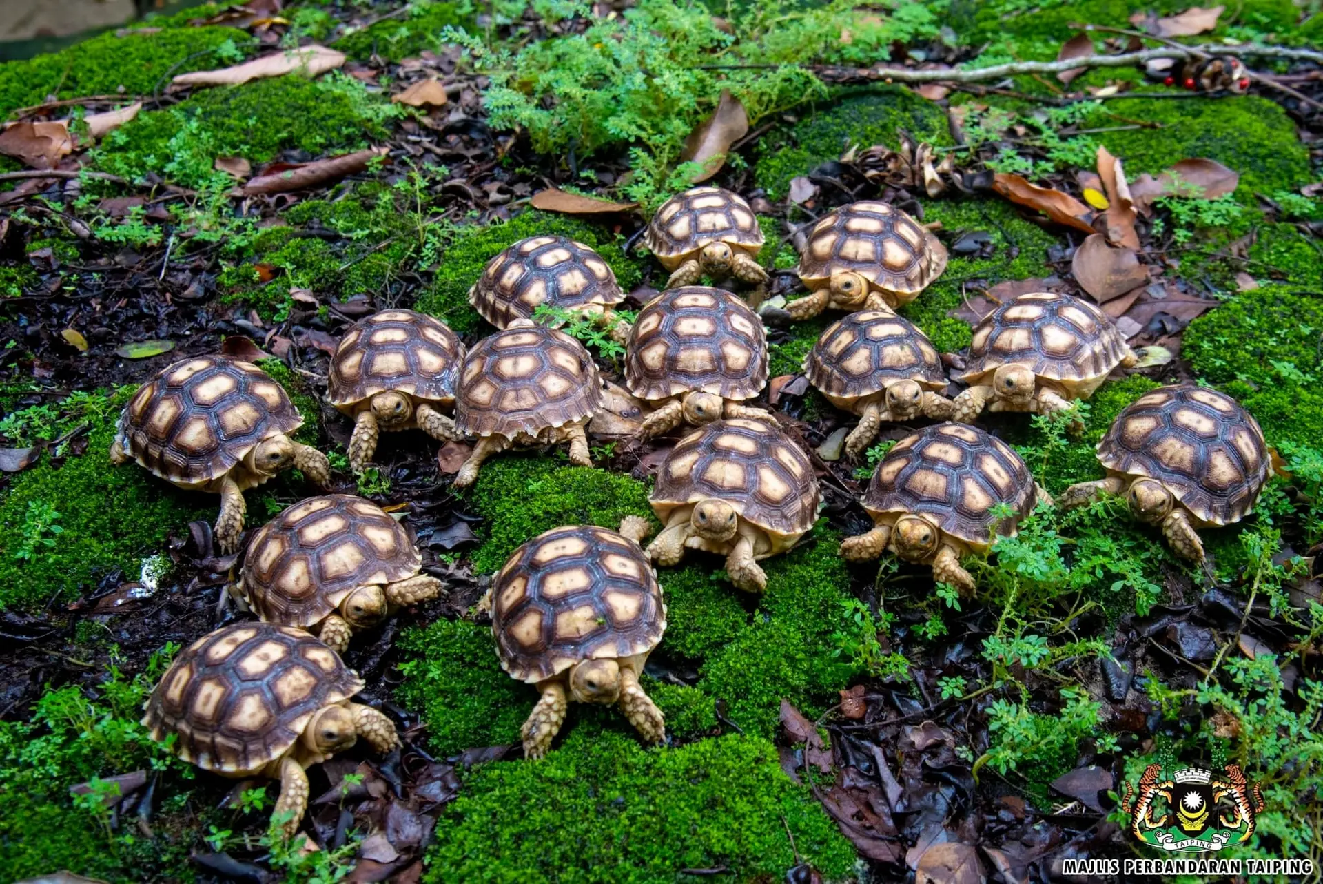 Zoo Taiping and Night Safari - Zoo & Aquarium in Taiping