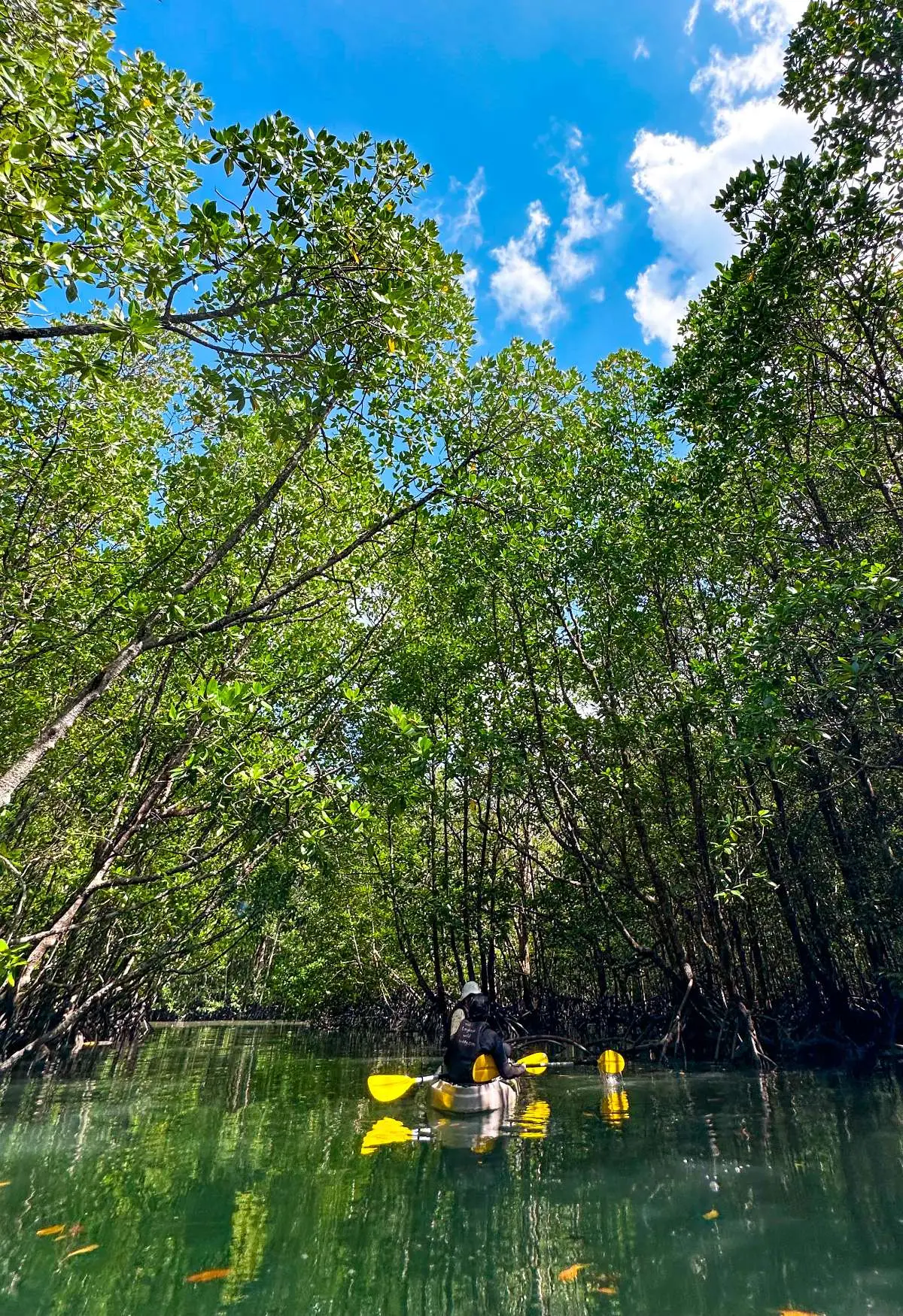 Kilim Mangrove Kayak Tour Kilim Mangrove Kayak Tour, Langkawi - Adventure (Image 2) - Malaysia Itinerary