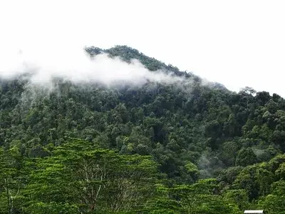 Gunung Panti Recreational Forest photo 2
