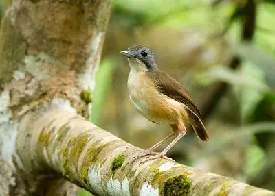Panti Bird Sanctuary - Wildlife Sanctuary in Kota Tinggi