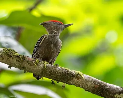 Panti Bird Sanctuary - Wildlife Sanctuary in Kota Tinggi