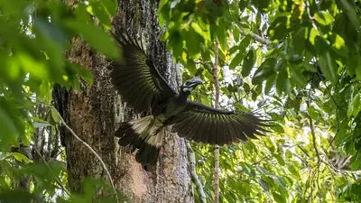 Panti Bird Sanctuary - Wildlife Sanctuary in Kota Tinggi