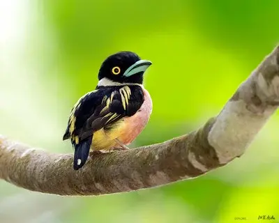 Panti Bird Sanctuary - Wildlife Sanctuary in Kota Tinggi