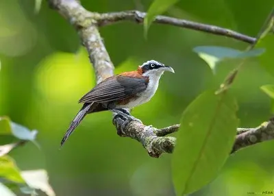 Panti Bird Sanctuary - Wildlife Sanctuary in Kota Tinggi