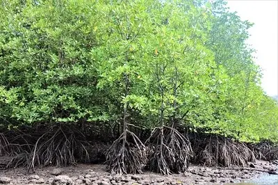 Bakau Besar Trail - Nature & Park in Langkawi