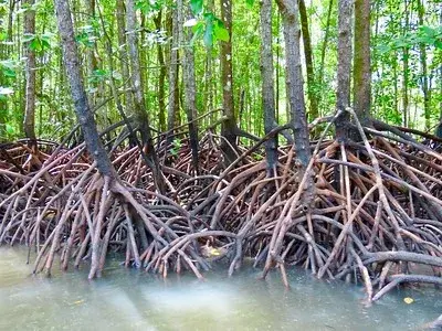 Bakau Besar Trail - Nature & Park in Langkawi
