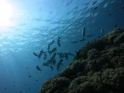 Coral Garden