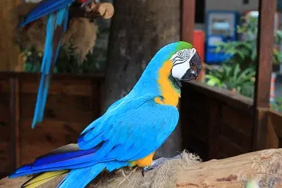 Mini Zoo Langkawi - Zoo & Aquarium in Langkawi