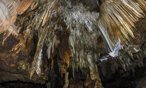 Pasir Dagang Cave - Geosite in Langkawi